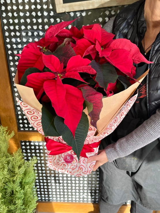 Vánoční hvězda balená velká Vánoční hvězda balená velká