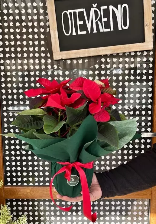 Vánoční hvězda balená malá Vánoční hvězda balená malá