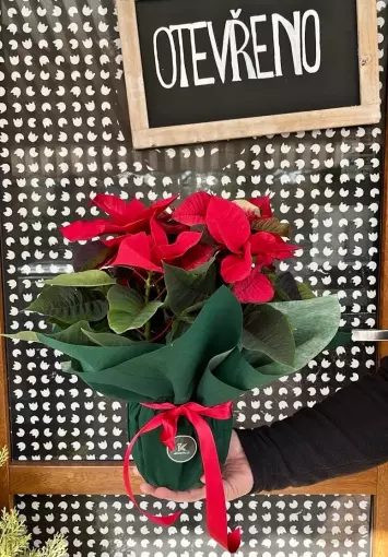 Vánoční hvězda balená malá