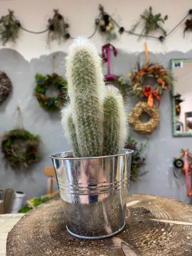 Pokojové rostliny - Kaktus 2