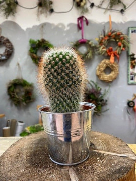Pokojové rostliny - Kaktus 1