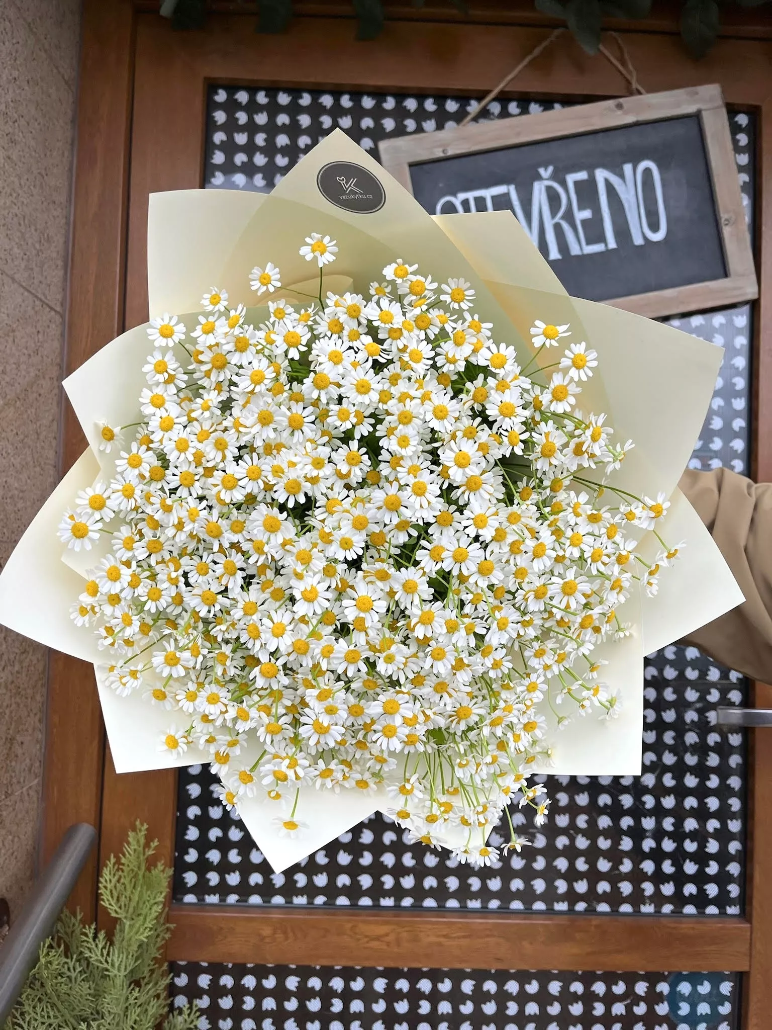 Doručení heřmánkové kytice po Praze