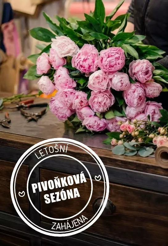 pivonky-v-kyticich-1-doruceni-kvetin-po-praze.webp